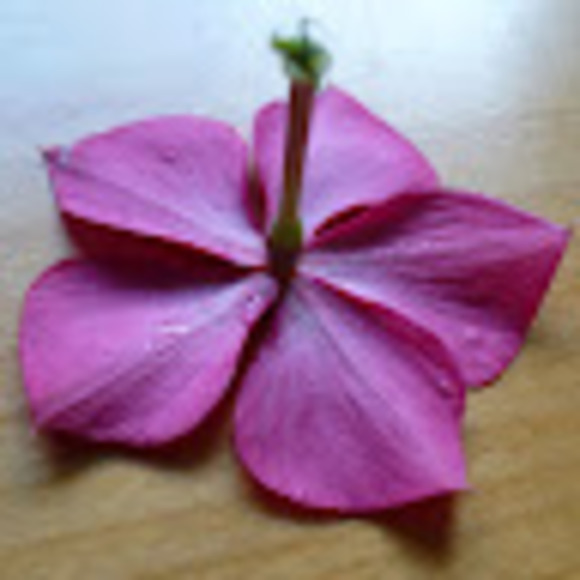 Meet your Posher, Krysia - Picture 1 of 1